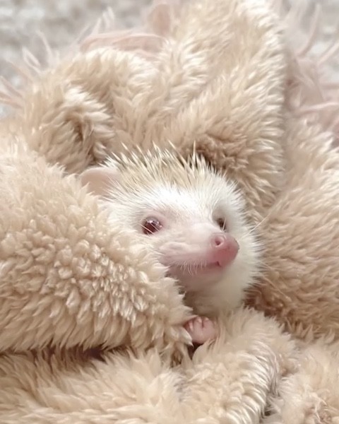 ハリネズミがブランケットに包まれる