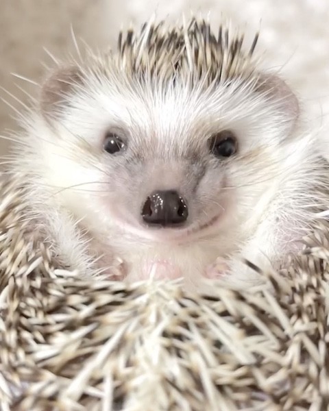 ハリネズミがご飯をおねだり