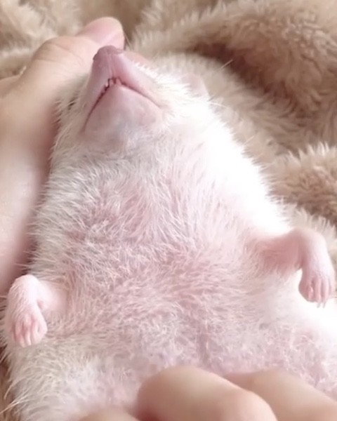 ハリネズミがおなかをマッサージされる