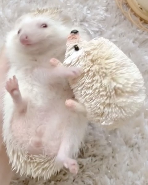 ハリネズミが人形を捨てる