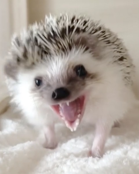 ハリネズミのあくび