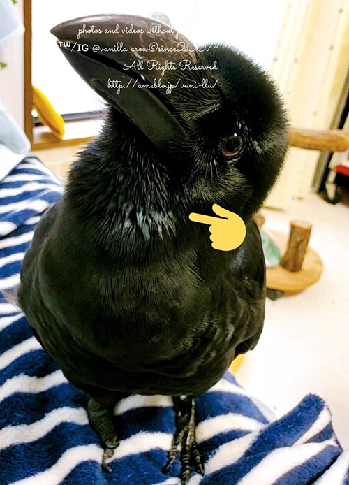 抜けそうな羽根の位置