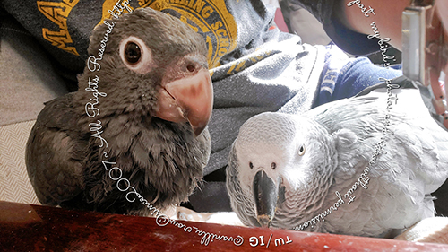 クロインコの「黒哥」さんとヨウムの「椿希」さん