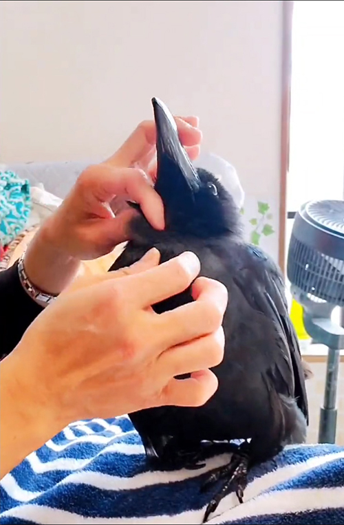 上を向く呂色さん