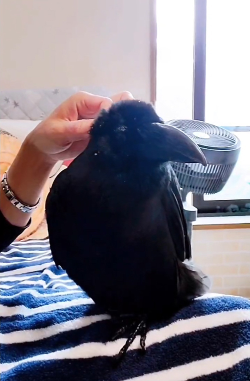 動画最後の呂色さん
