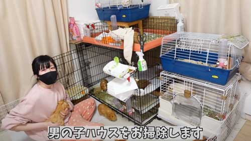 オスモルモットの家を掃除する