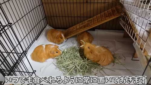 掃除しつつごはんをあげる