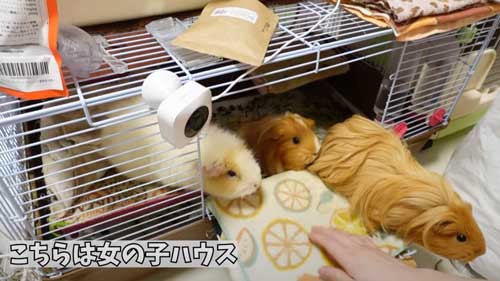 メスモルモットの家を掃除