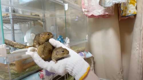 遊んでほしいネズミたち