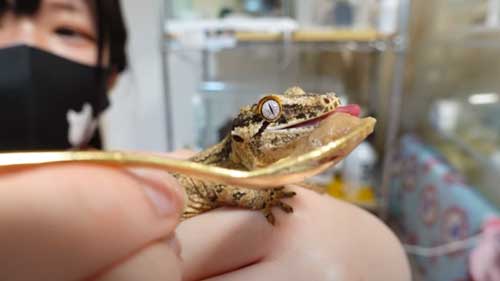 ヤモリたちにごはんをあげる