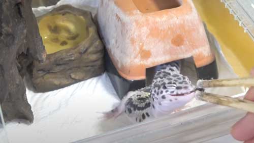 ごはんをたべるヤモリ