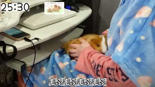 モルモットをモフモフする