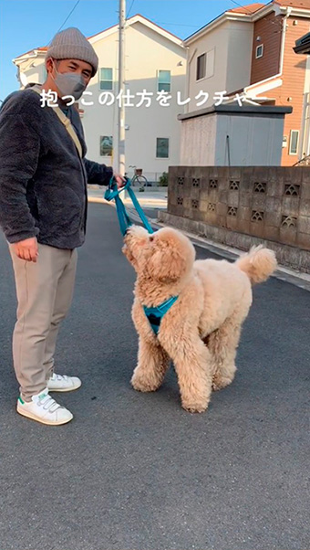 大きなスタンダードプードル