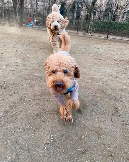 スタンダードプードルとプードル