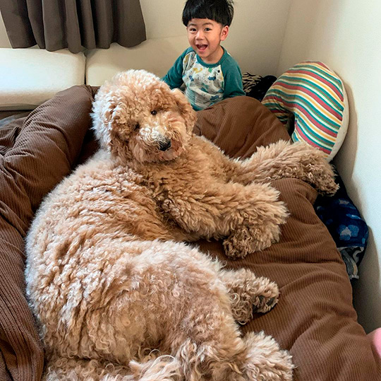 大きなトイプードル