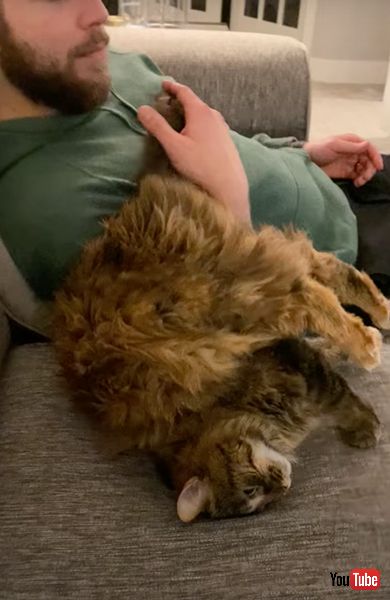 逆さまでくつろぐ猫