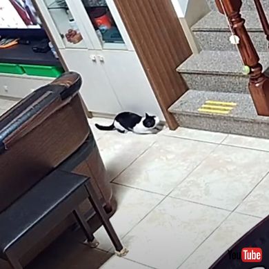 驚かせあうおじいちゃんと猫