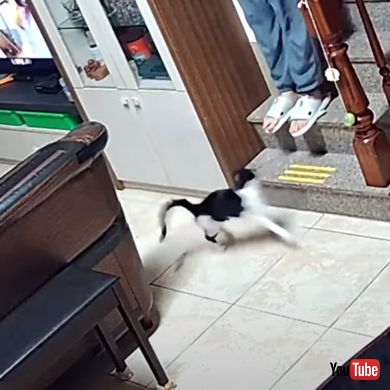 驚かせる猫ちゃん