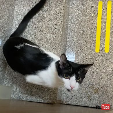 驚かせあうおじいちゃんと猫