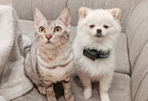 こめたくんにんまりのツーショット