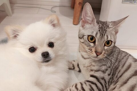 うにこめたのツーショット