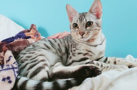 うにちゃんピンショット