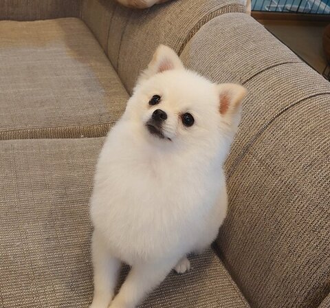 こめたくんピンショット