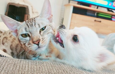 うにちゃんをぺろぺろするこめたくん