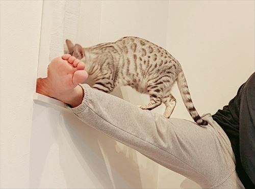 攻防戦の様子猫アップ