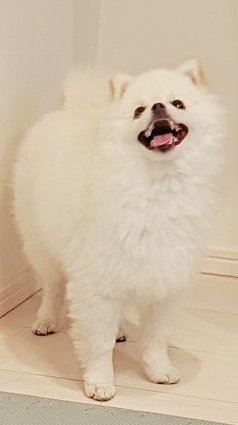 攻防戦の様子犬アップ