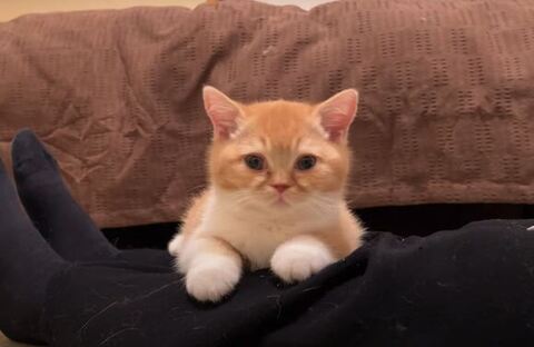 お母さんの膝の上にいるとんかつくん