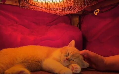 頭をなでられるとんかつくん