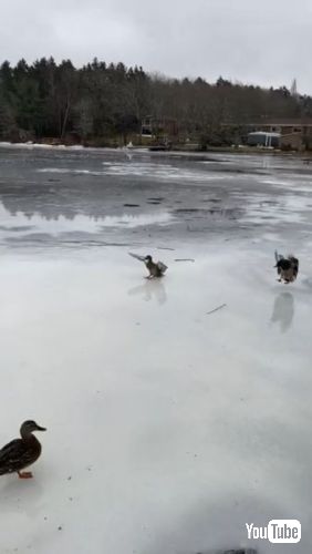 凍った湖に着水しようとするアヒルたち