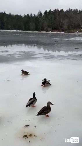 氷の上を滑るアヒル