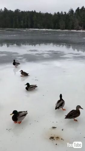 カーリングのストーンのようなアヒル