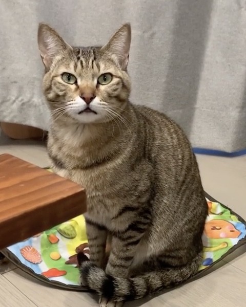 キジトラの甘え声