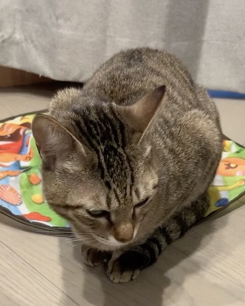 キジトラがそわそわしている