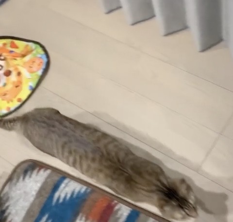 キジトラがご飯に向かって走る