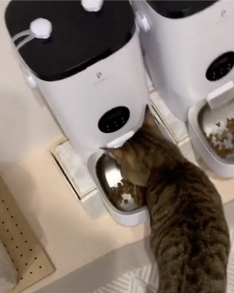キジトラがご飯を食べる