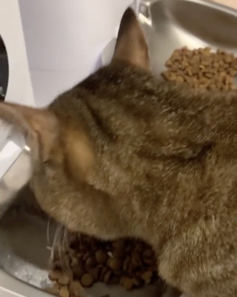 キジトラがご飯を食べる横顔