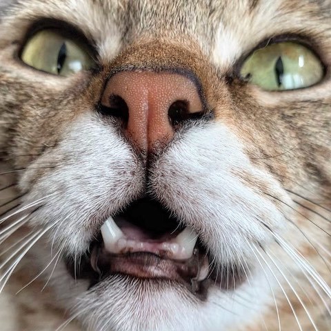 キジトラの歯抜け