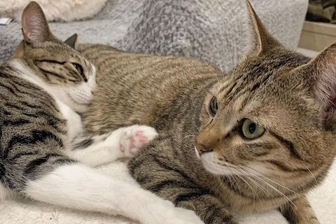 キジトラが身体を枕にする