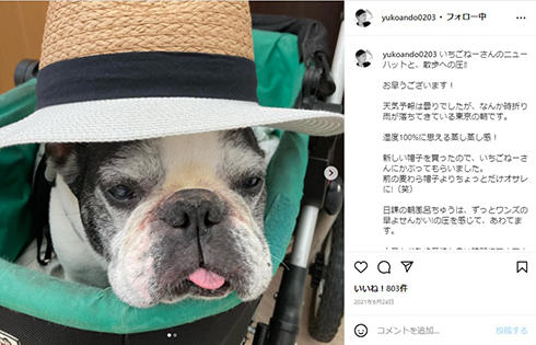 安藤優子の愛犬・いちご