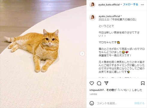加藤綾子の保護猫