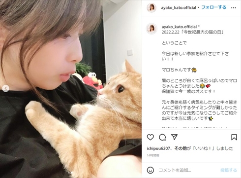 加藤綾子と保護猫