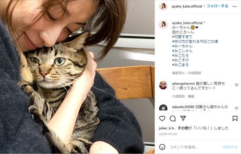加藤綾子の先住猫