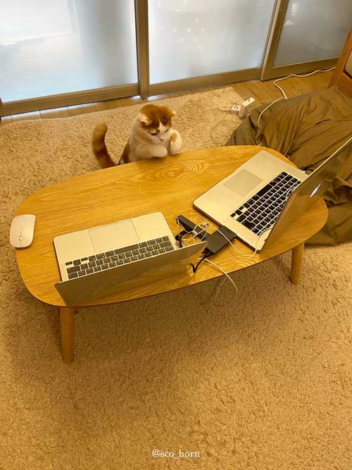 Zoomに参加する猫