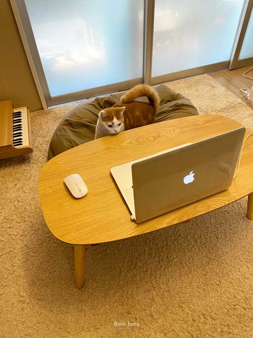 ミーティングに参加する猫