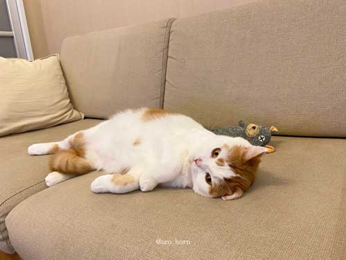 人間味あふれる猫