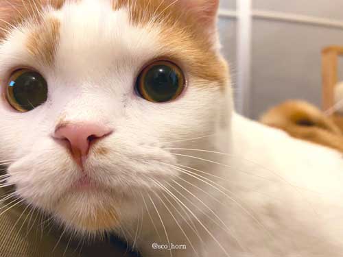 目がくりくりの猫